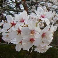 kenbor (@kenbor) 's Twitter Profile