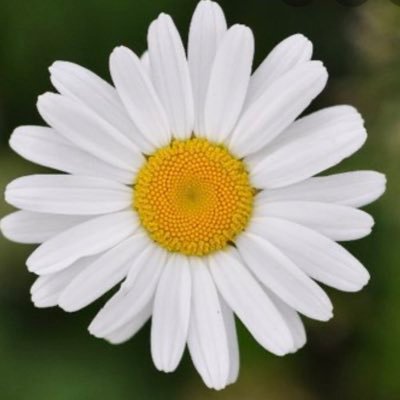 koi_chick's profile picture. 