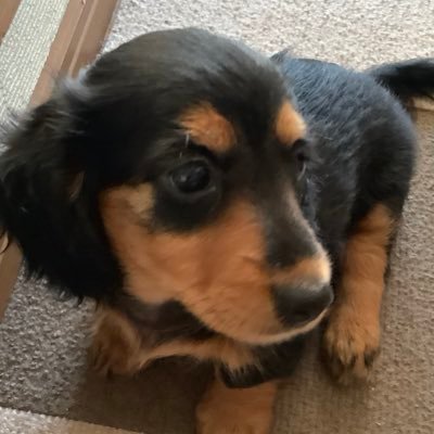 尾白犬さんのプロフィール画像