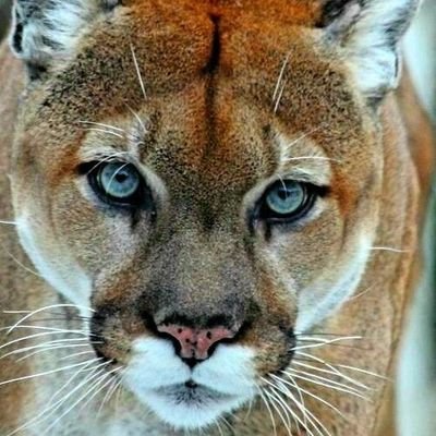 Wildlife my love, philosophy, poetry, art, martial arts, healthy lifestyle, lust for life, animal shares a human voice. #veteran