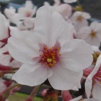 はなびら (@sakura1_cherry1) Twitter profile photo