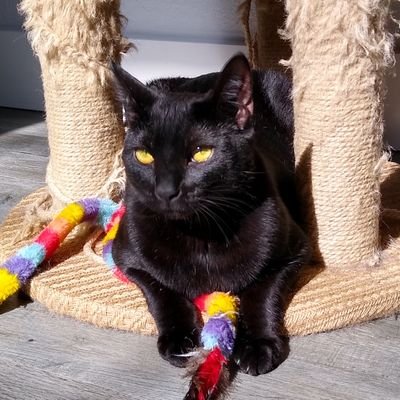 QueenWinnieFam's profile picture. Baby girl Winnie, but 👑 of the house. My embarrassing big brothers might show up but I am not responsible for their dumb opinions.