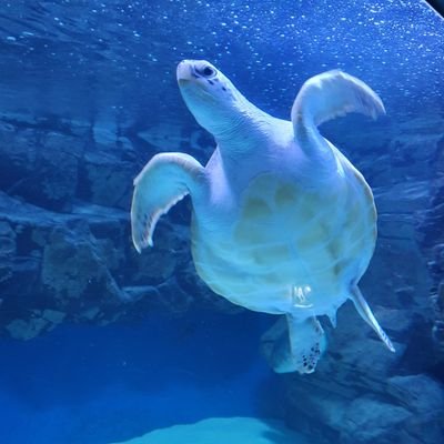 dashicryp's profile picture. 