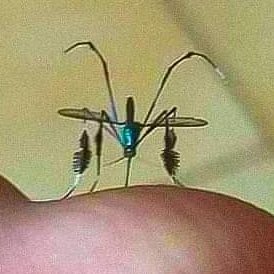 cyber mosquito