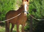 初めて競走馬を見たのは、１０歳の時。中京競馬場でした。美しくて、一目ぼれでした。その、数十年？の時を経て、オグリキャップとディープインパクトに魅せられ、ついにに乗馬を始めました。 愛馬デューク（アイルランド生まれ）と楽しんでいます。