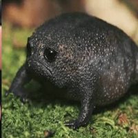 AltoK10 (@emperorhere) 's Twitter Profile