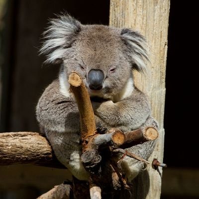 Nasrana_koala's profile picture. 