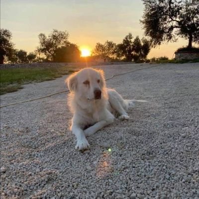 Andrea35818623's profile picture. viva la vita