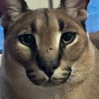 FAACJCSADCPOTUS's profile picture. 