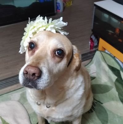 ln4e94o53CsMVE5's profile picture. 浅草育ち。
お祭り好き。
爬虫類大好き
今住んでいる平塚は自然の宝庫！
今年も湘南の海を満喫するぞー!(^^)!