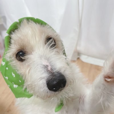 ランラン スーラン ワン 道中 なでなで 撫でてもらってるだけなのに 激しすぎてカメラが追いつけない 最後はご満悦 でニッコニコ 犬好きさんと繋がりたい ジャックラッセルテリア 11歳