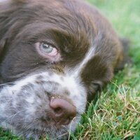 David Blood (@brusssprout) 's Twitter Profile