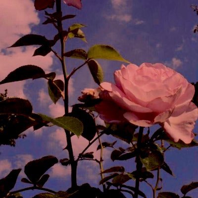 ( أَلَا بِذِكْرِ اللَّهِ تَطْمَئِنُّ الْقُلُوبُ ), رد الاضافة لُطفاً، وشاركني الأجر✨.