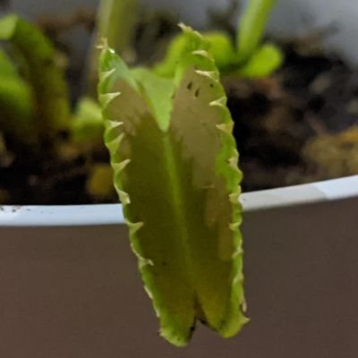 flytrap.eth Profile Photo