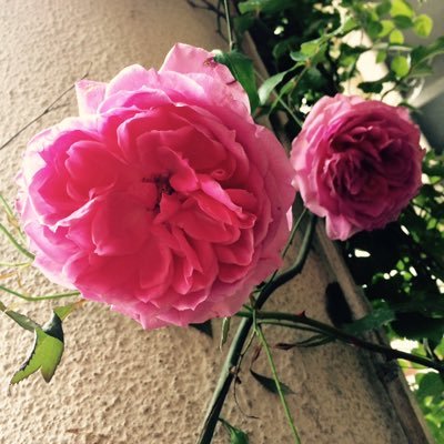 windwillow223's profile picture. 不勉強な情弱