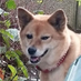 ใบใ๏ผ 5/4ๆฑ7๏ผฌ31b (@gggarnet) Twitter profile photo ใบใ๏ผ 5/4ๆฑ7๏ผฌ31b (@gggarnet) Twitter profile photo