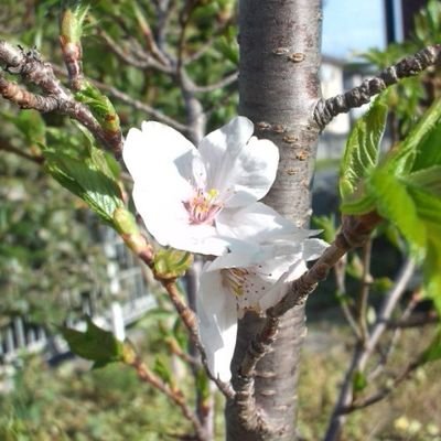 sakura/haru/-iro                                                                                          大好き♡sakuraの季節
(*ˊ˘ˋ*)｡♡:*°