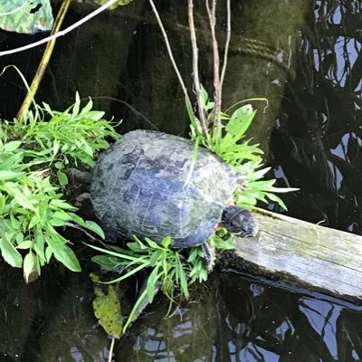 Xr31P's profile picture. 今年から生物4年