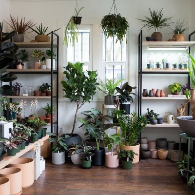 Lover of house plants and here to share pictures of my plants and learn the best ways to care for them!