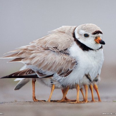 a, えいおちさんのプロフィール画像