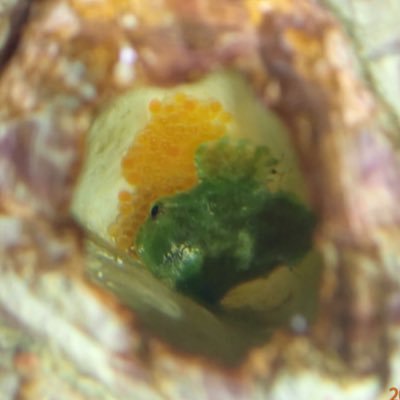 ととうみ ダンゴウオの狩り こんなに可愛い生き物いませんよ ととうみ ダンゴウオの狩り こんなに可愛い生き物いませんよ