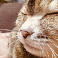 まーままぁまあ (@wbonqcaeogyqinm) 's Twitter Profile