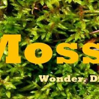 Moss Safari(@MossSafari) 's Twitter Profileg