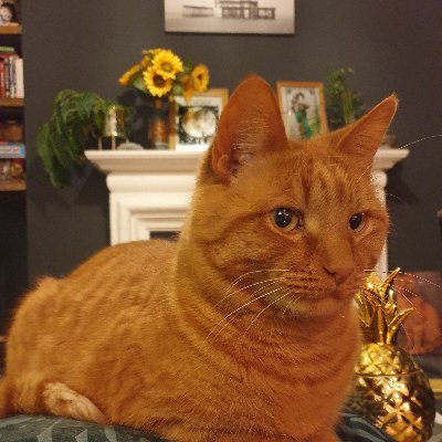 toe_jaylor's profile picture. 