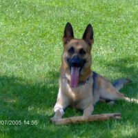 ANA GONZÁLEZ LORENZO ❤💛💜 🌱💚🐶🐱🌈 (@anagololyga) 's Twitter Profile