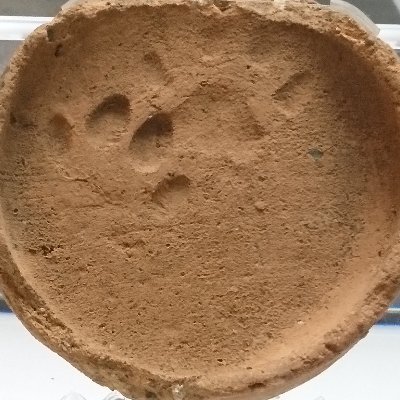 ateliernekotada's profile picture. 猫只はんせい日記　2021年アンデス句会　ちー部長に俳句を習う
2022年澤俳句会入会 修行中
澤誌はうつくしい「やっぱりえってみねば解りますねえの」芸術＆ 🐾土器＆古裂＆moonriders＆猫神様