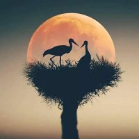 Mcondzisi (@afriendtobe_sa) 's Twitter Profile