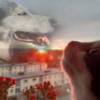 VivKa_Anubi (@viv_ka) 's Twitter Profile