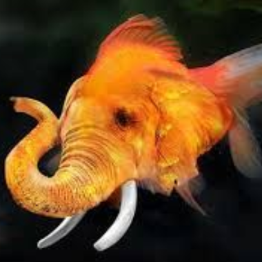 Goldfischfant