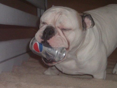 RowdyBullGaming's profile picture. Eagles Eagles Eagles