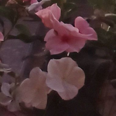 KHUSHRAV80's profile picture. #SpeakUp #LiveFree Commonman Critic, Human