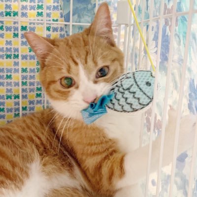 はるくん🐈さんのプロフィール画像