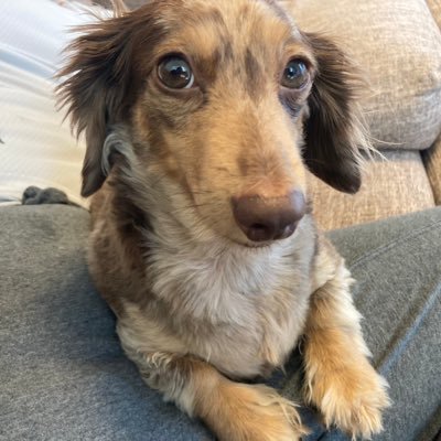 chocotube1114's profile picture. 無言フォロー大歓迎です。里親で引き取った6歳のカニンヘンダックスのチョコ王子の写真をあげます。YouTubeもやってます。2023/3月にリンパ腫診断を受けました。