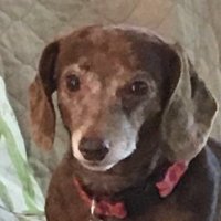 Nanci Miller(@k9savr) 's Twitter Profile Photo