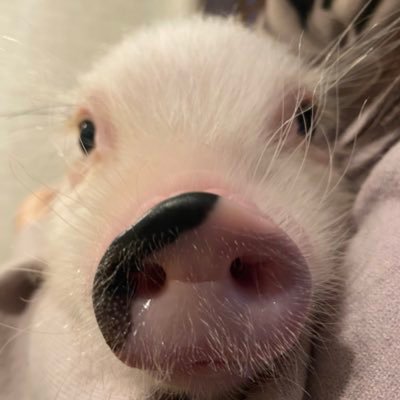 2020年11月10日生まれのマイクロブタ🐽 フクロモモンガのまさむねとおいち、最近生まれたべびたん、ミーアキャットの胡麻之介、アルマジロの玄米🌸飼い主⇨花井しずく@hanaishizuku LINEスタンプ販売中 suzuri⇨ https://t.co/6L4ZmfXtD5