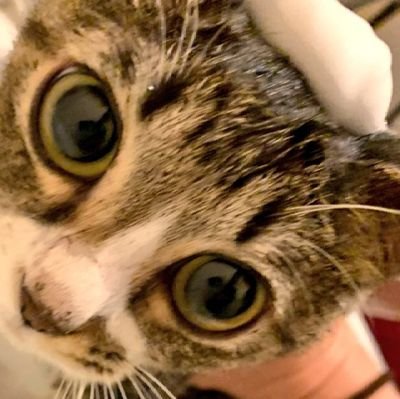 やすだ 2017.9生♂
おはぎ 2010.10.5〜2022.1.16♀
ぶんちゃん 2019.3生♂
たんたん 2020.3生♂
みおちゃん 2023.7月生♀