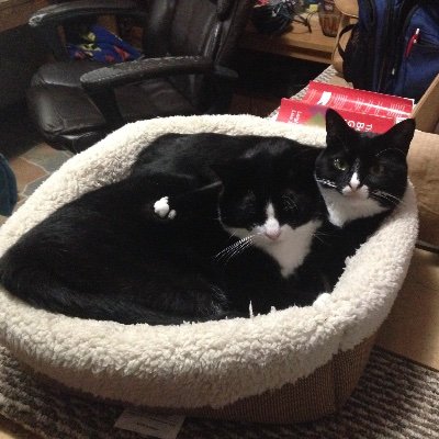 We are rescued siblings who have BIG personalities. We love all people, cardboard boxes, foamy balls, and napping in the sunshine.