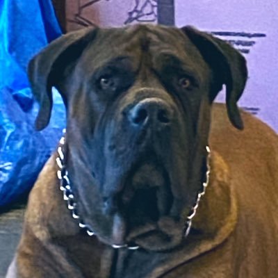 CutTheCheck919's profile picture. 