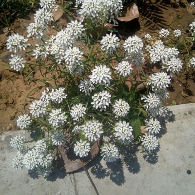 karda_muskan Profile Picture