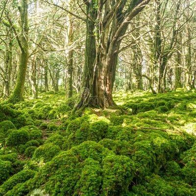 eiretreehugger's profile picture. Environmental Scientist/Naturalist