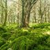 Tree Hugger (@eiretreehugger) Twitter profile photo Tree Hugger (@eiretreehugger) Twitter profile photo