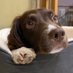 NorthernSpaniel (@spanielnorthern) Twitter profile photo NorthernSpaniel (@spanielnorthern) Twitter profile photo