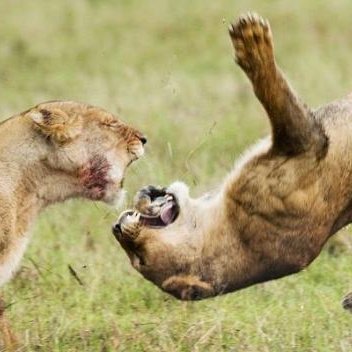 BombasticUhc's profile picture. uhc