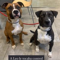 pupy (@sergioguirado) 's Twitter Profile Photo