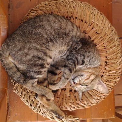 AyumiKimurin's profile picture. A Japanese writer in Germany.