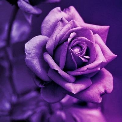 PidgePudge2162's profile picture. 